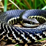 Home 22 피트바이퍼 독성 분석 - **Prompt:** A detailed, close-up shot of a common viper (Vipera berus) in its natural habitat. The v...
